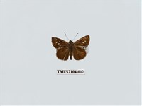 藏品(黑星弄蝶)的圖片